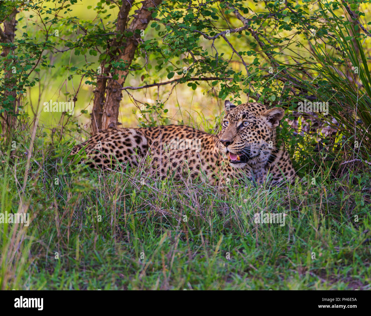 Leopard (Panthera pardus), Tanzania Africa orientale Foto Stock