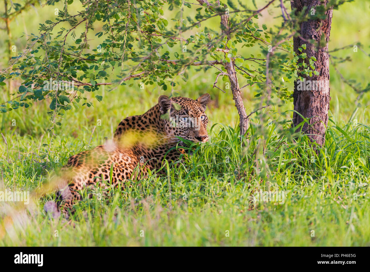 Leopard (Panthera pardus), Tanzania Africa orientale Foto Stock
