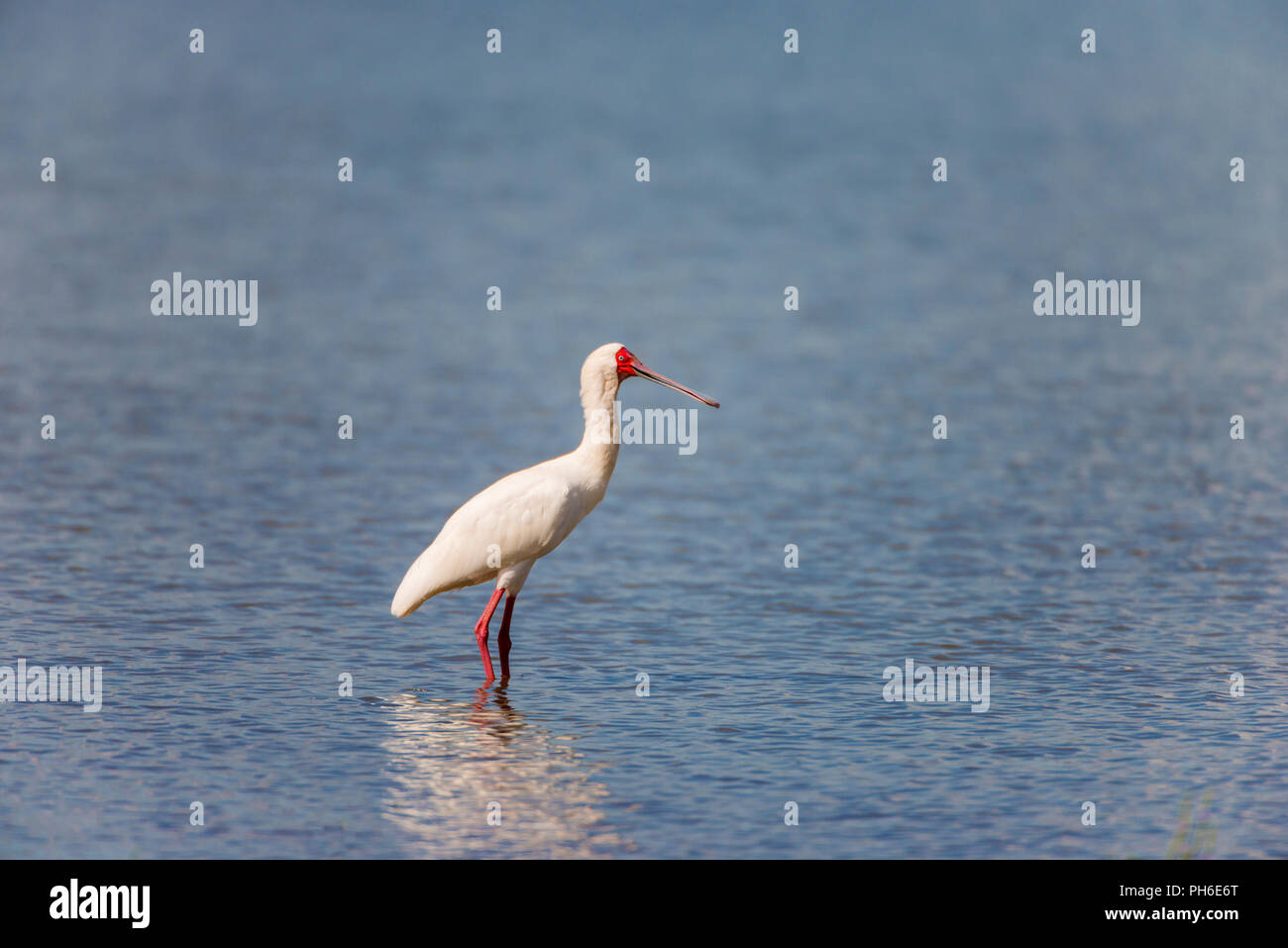 African spatola (Platalea alba), il fiume Rufiji, Tanzania Africa orientale Foto Stock