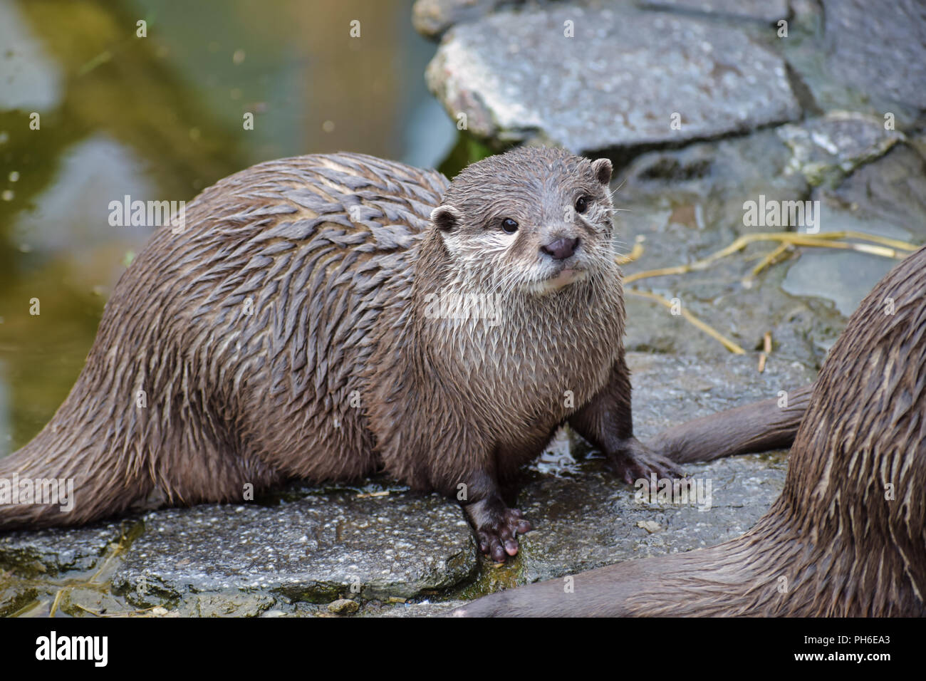 Asian breve artigliato Otter Foto Stock