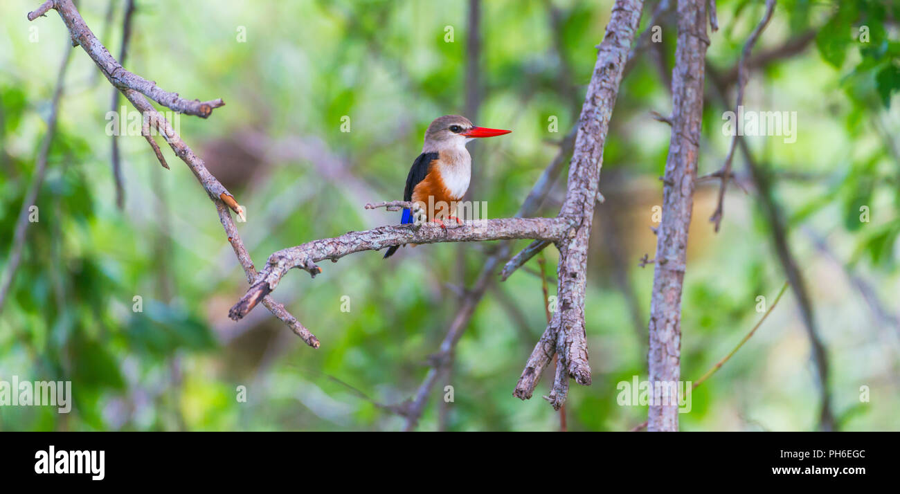 A testa grigia kingfisher, Halcyon leucocephala, Tanzania Africa orientale Foto Stock
