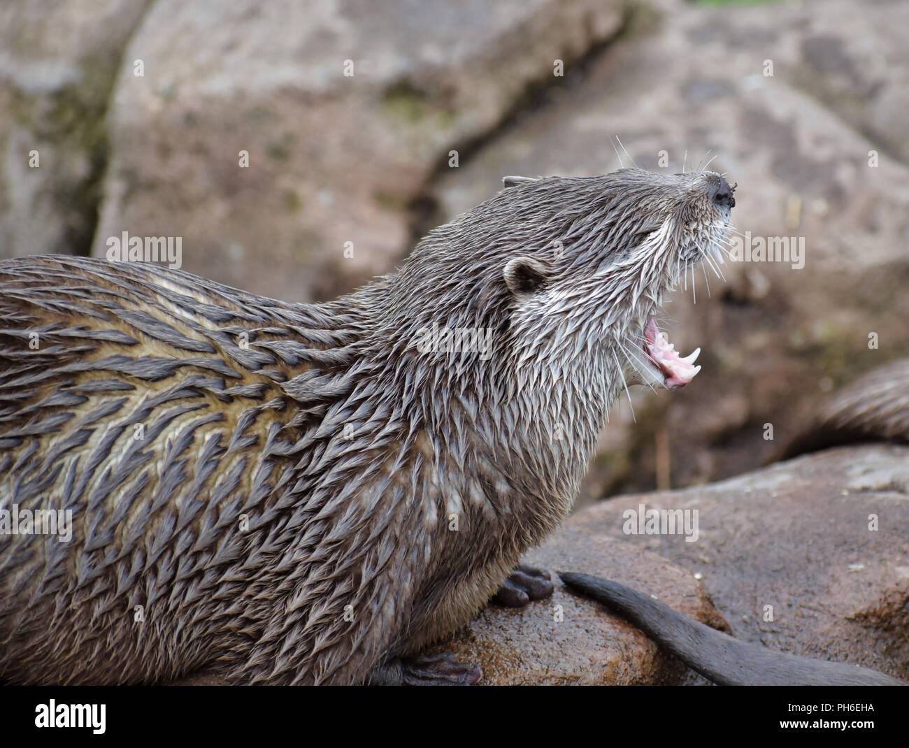 Asian breve artigliato Otter Foto Stock