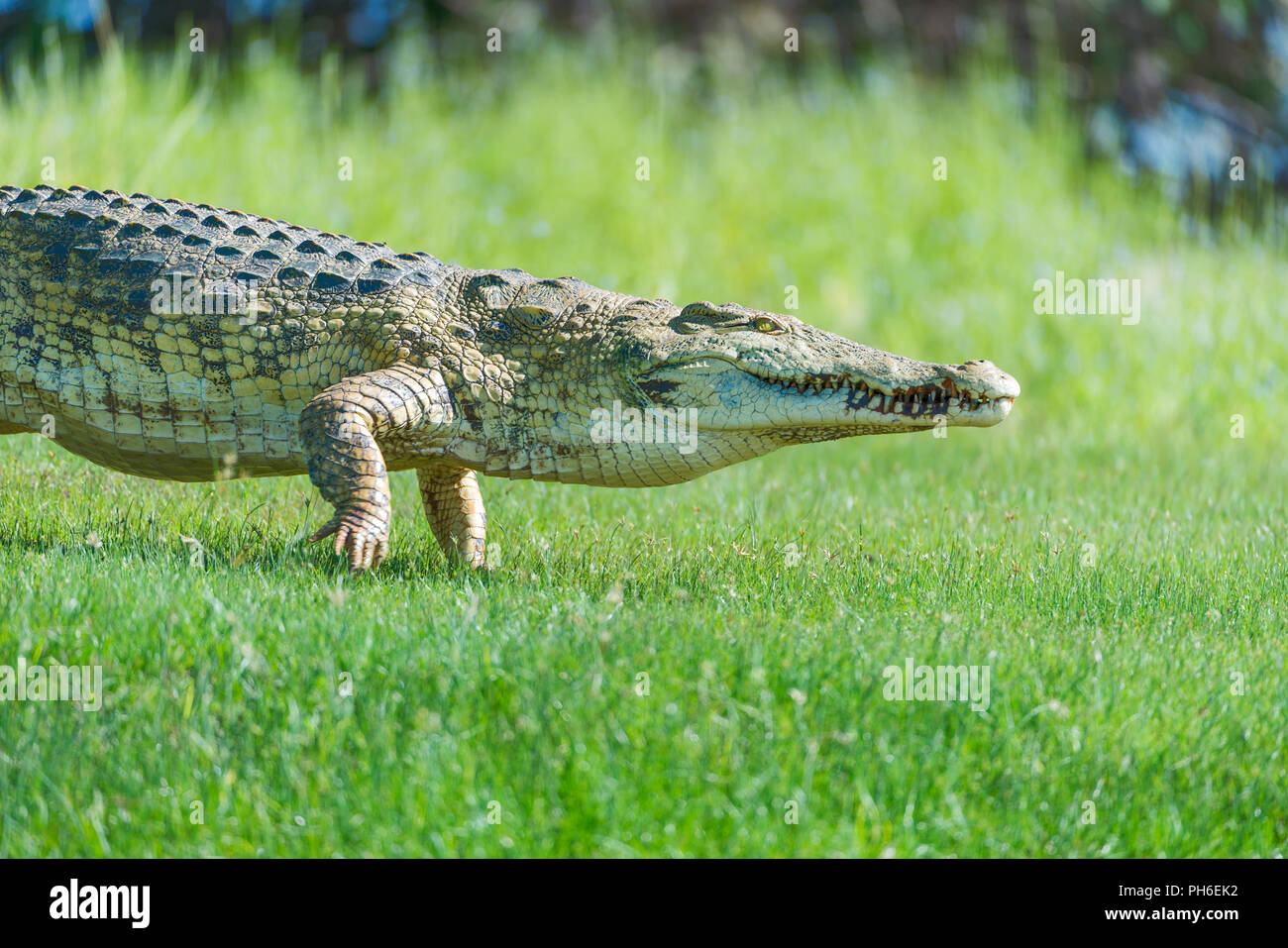 Coccodrillo del Nilo (Crocodylus niloticus), fiume Rufiji, Tanzania Africa orientale Foto Stock