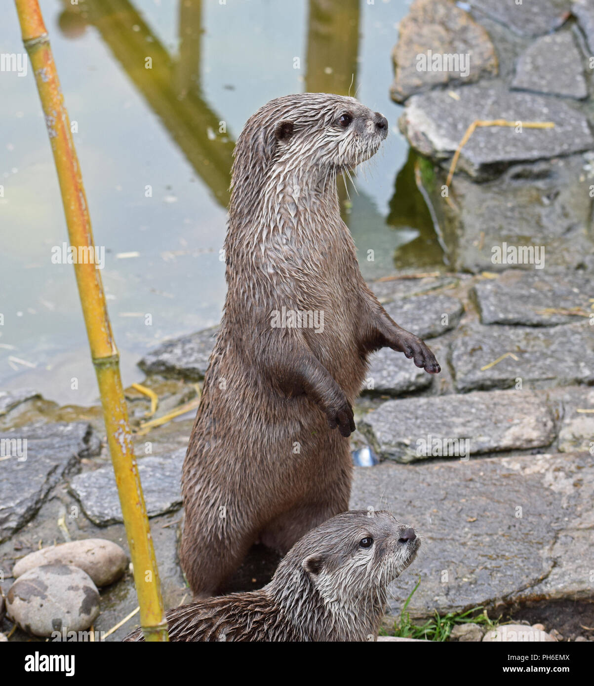 Asian breve artigliato Otter Foto Stock