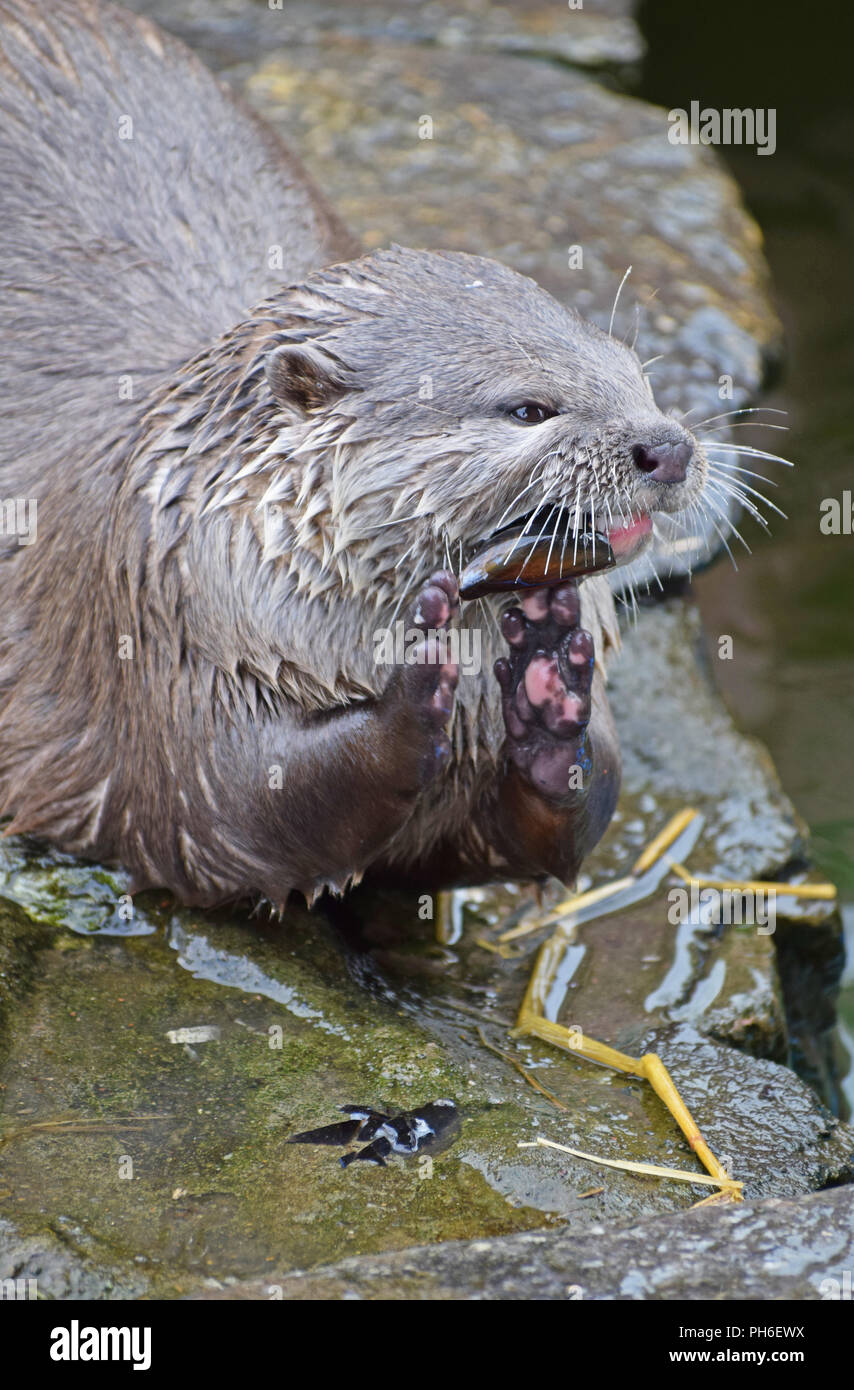 Asian breve artigliato Otter - Rottura in e mangiare le cozze in guscio Foto Stock