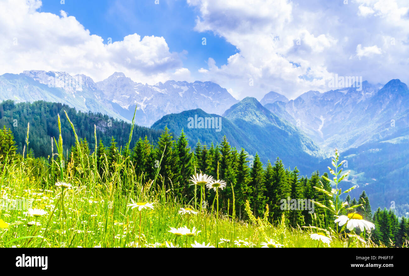 Fioritura di prati e montagne delle Alpi slovene Foto Stock