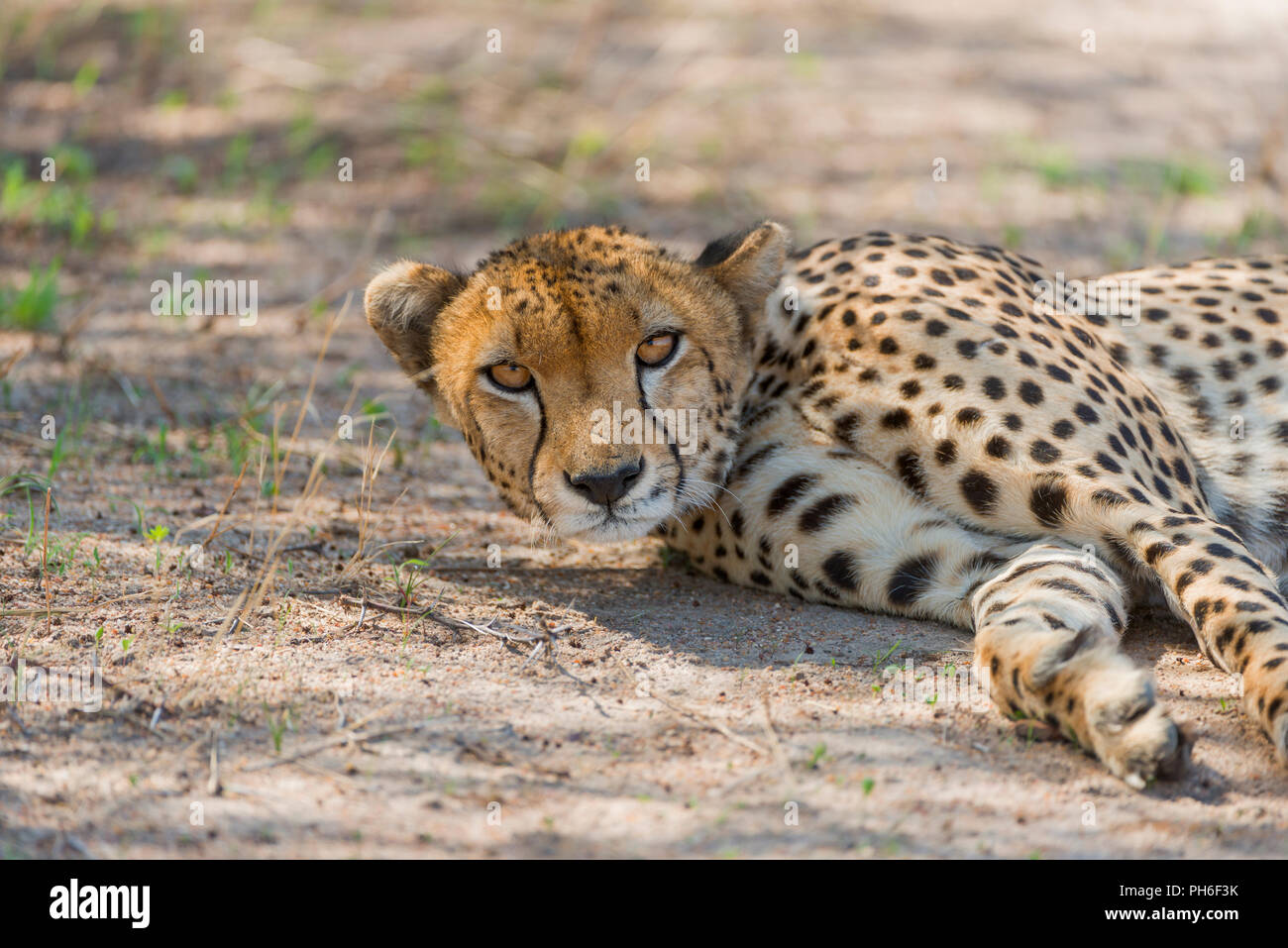 Cheetah, Acinonyx jubatus, Tanzania Africa orientale Foto Stock