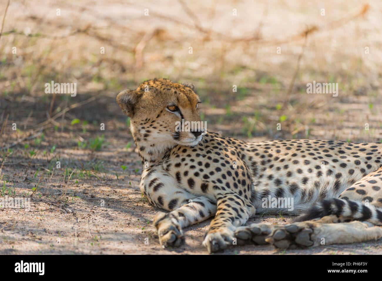 Cheetah, Acinonyx jubatus, Tanzania Africa orientale Foto Stock