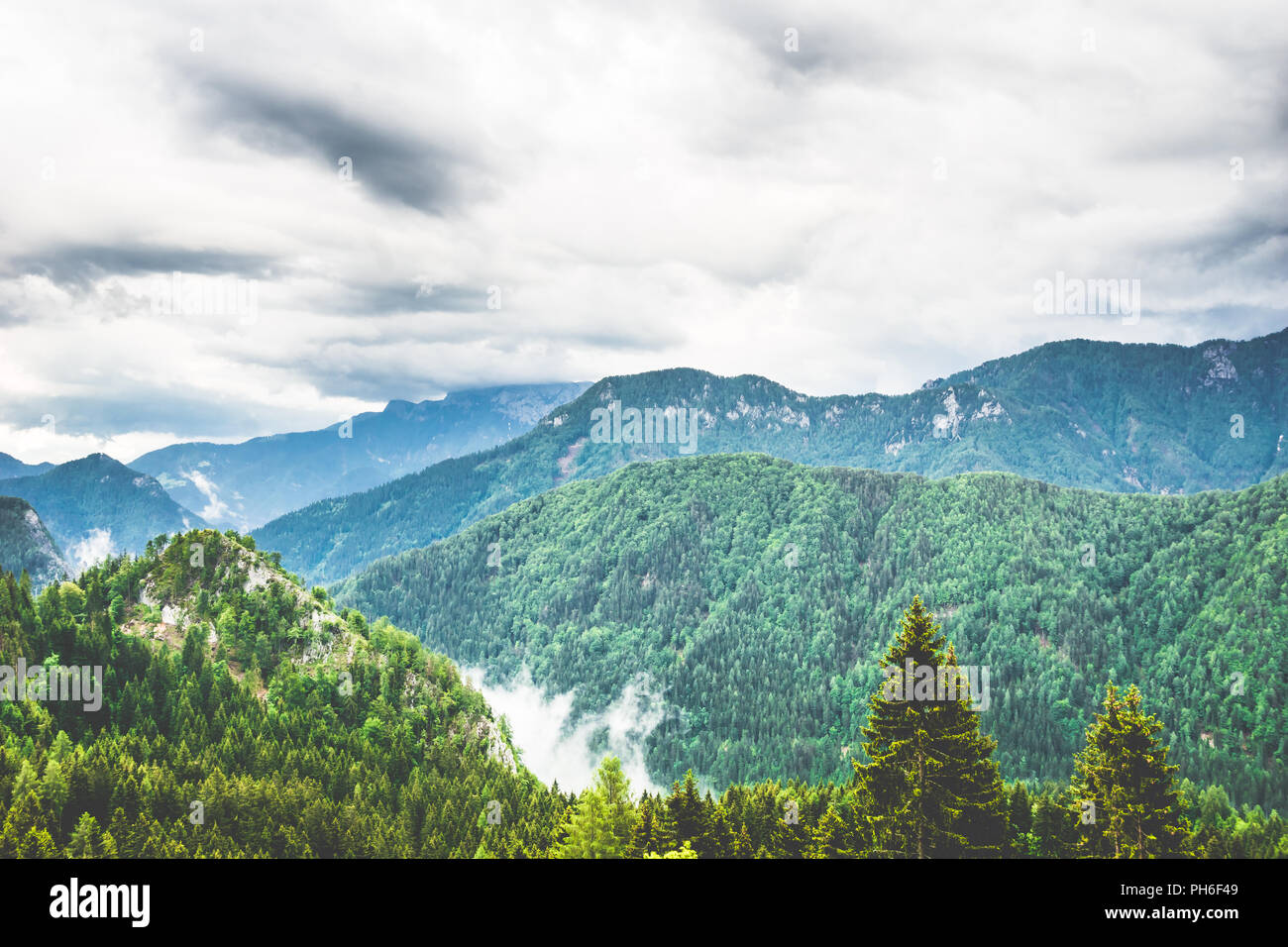 Drammatica verde foresta di montagna con la nebbia in montagna Foto Stock