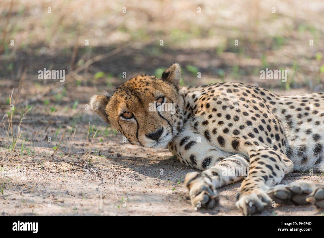 Cheetah, Acinonyx jubatus, Tanzania Africa orientale Foto Stock