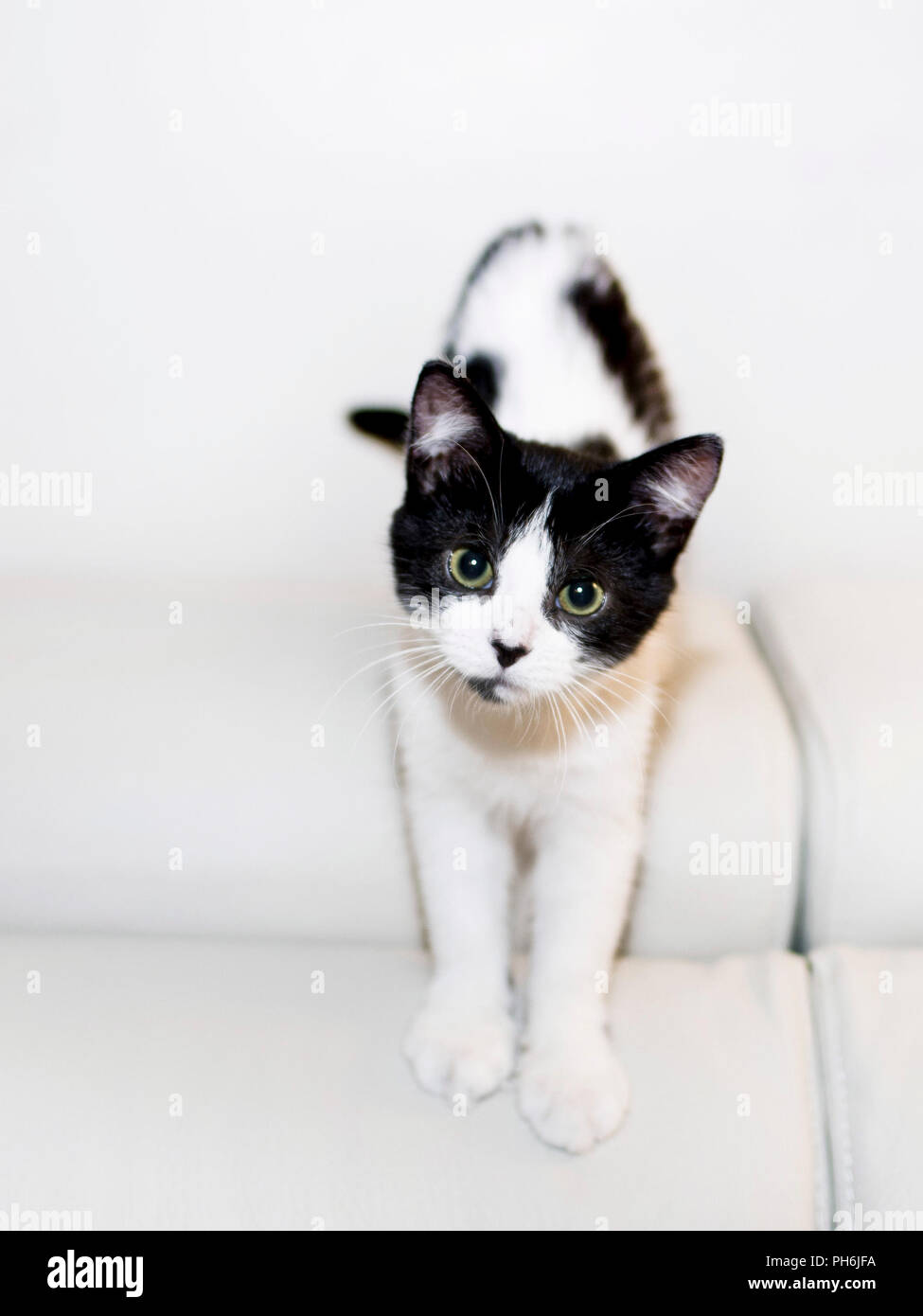 Molto carino e adorabile bianco e nero gattino Foto Stock
