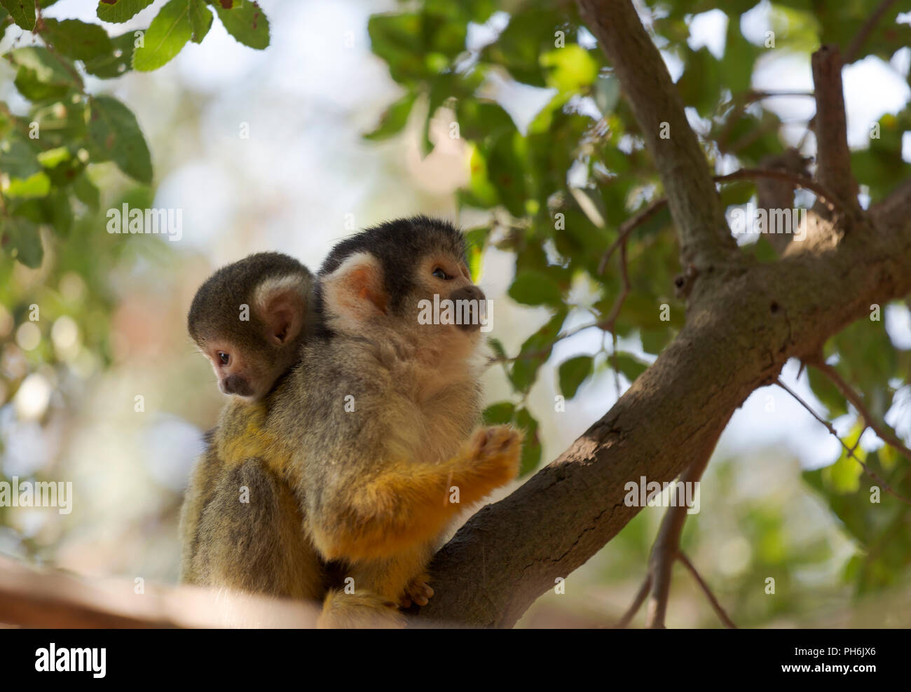 Saimiri, Scimmia di scoiattolo con prole nella struttura ad albero Foto Stock