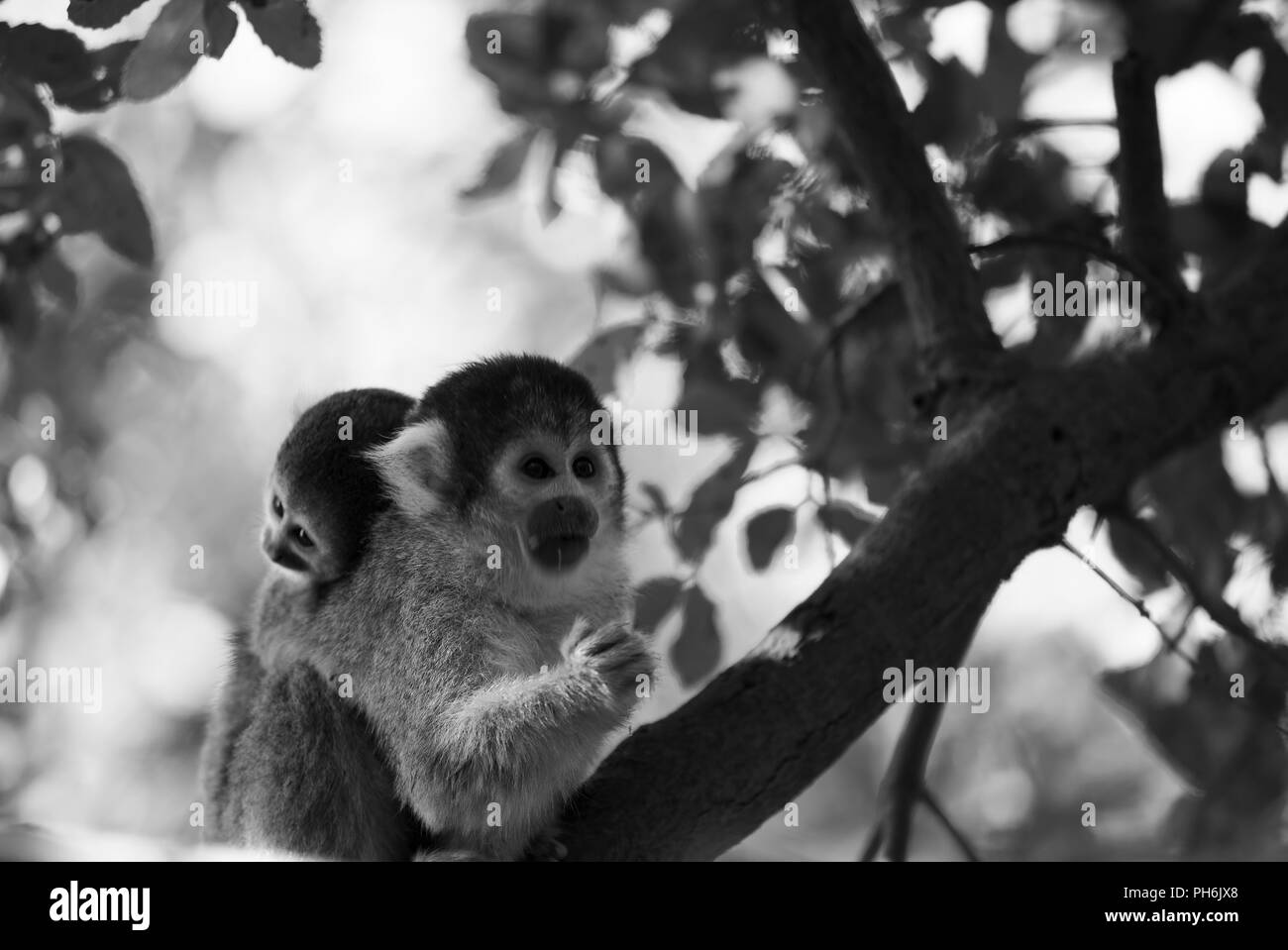 Saimiri, la Scimmia di scoiattolo, in bianco e nero ritratto Foto Stock