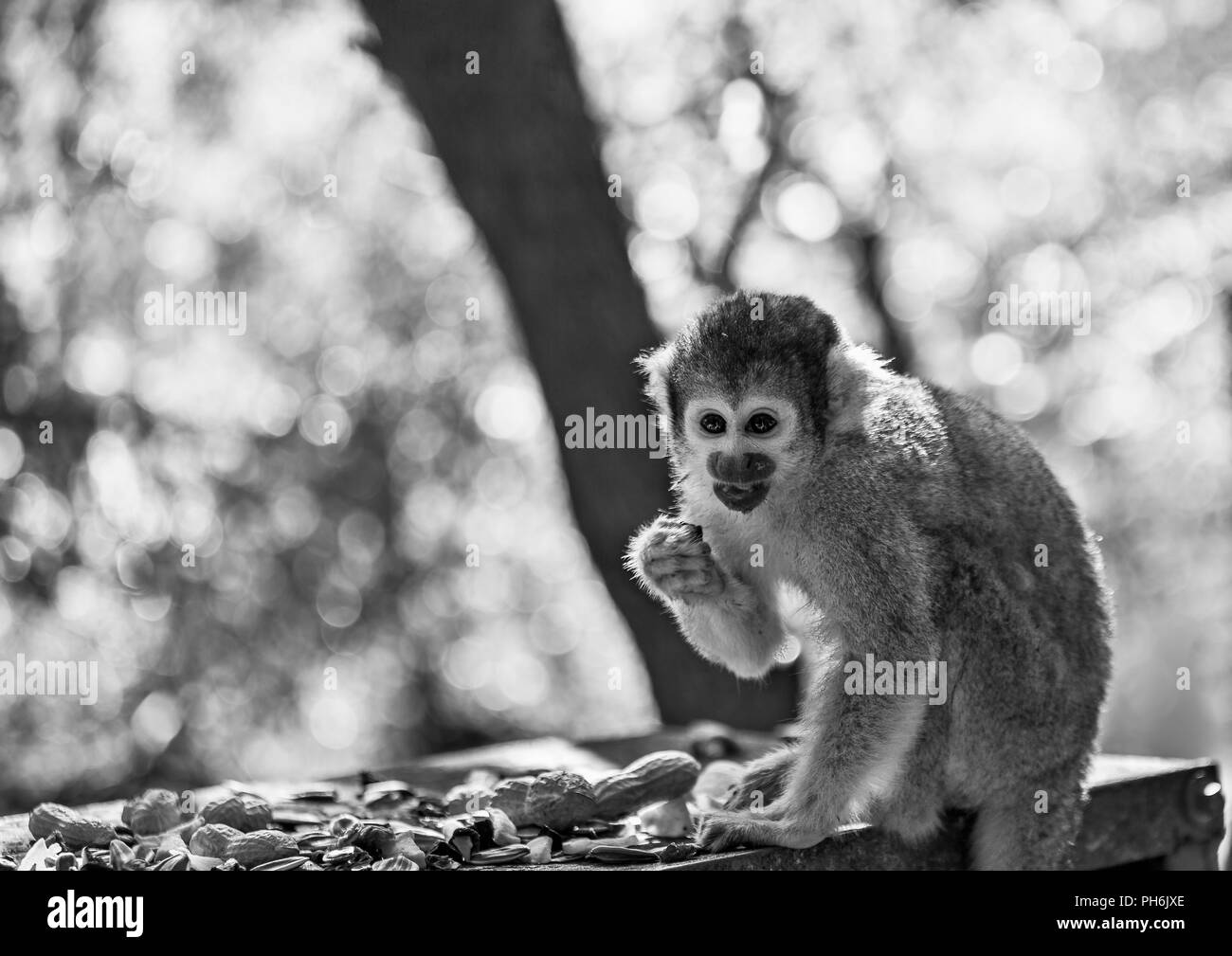 Saimiri, la Scimmia di scoiattolo, in bianco e nero ritratto Foto Stock