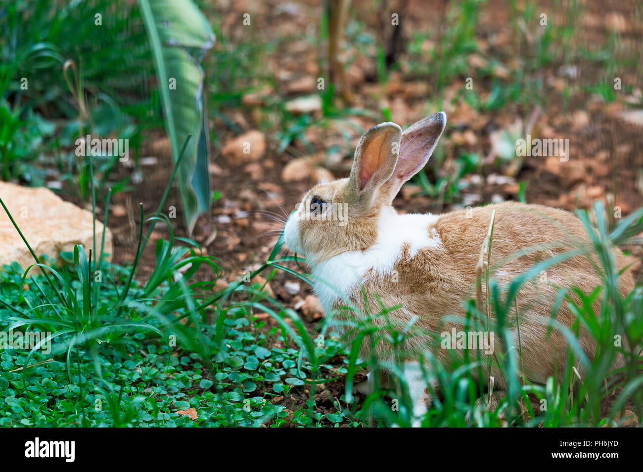 Bella coniglio su erba verde Foto Stock