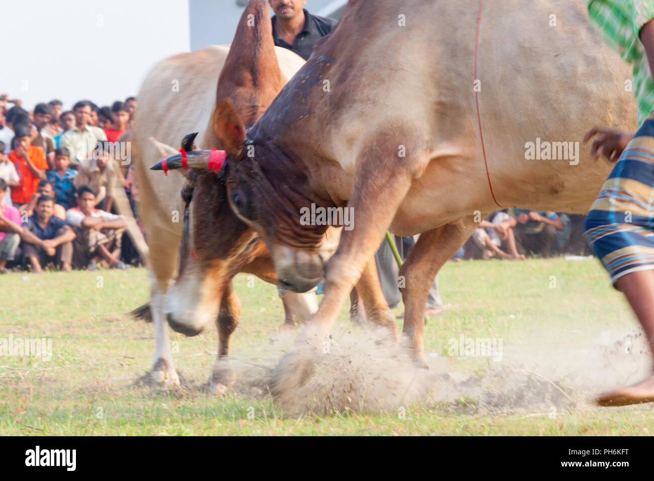 Bull tradizionale lotta in digholia,Khulna, Bangladesh Foto Stock