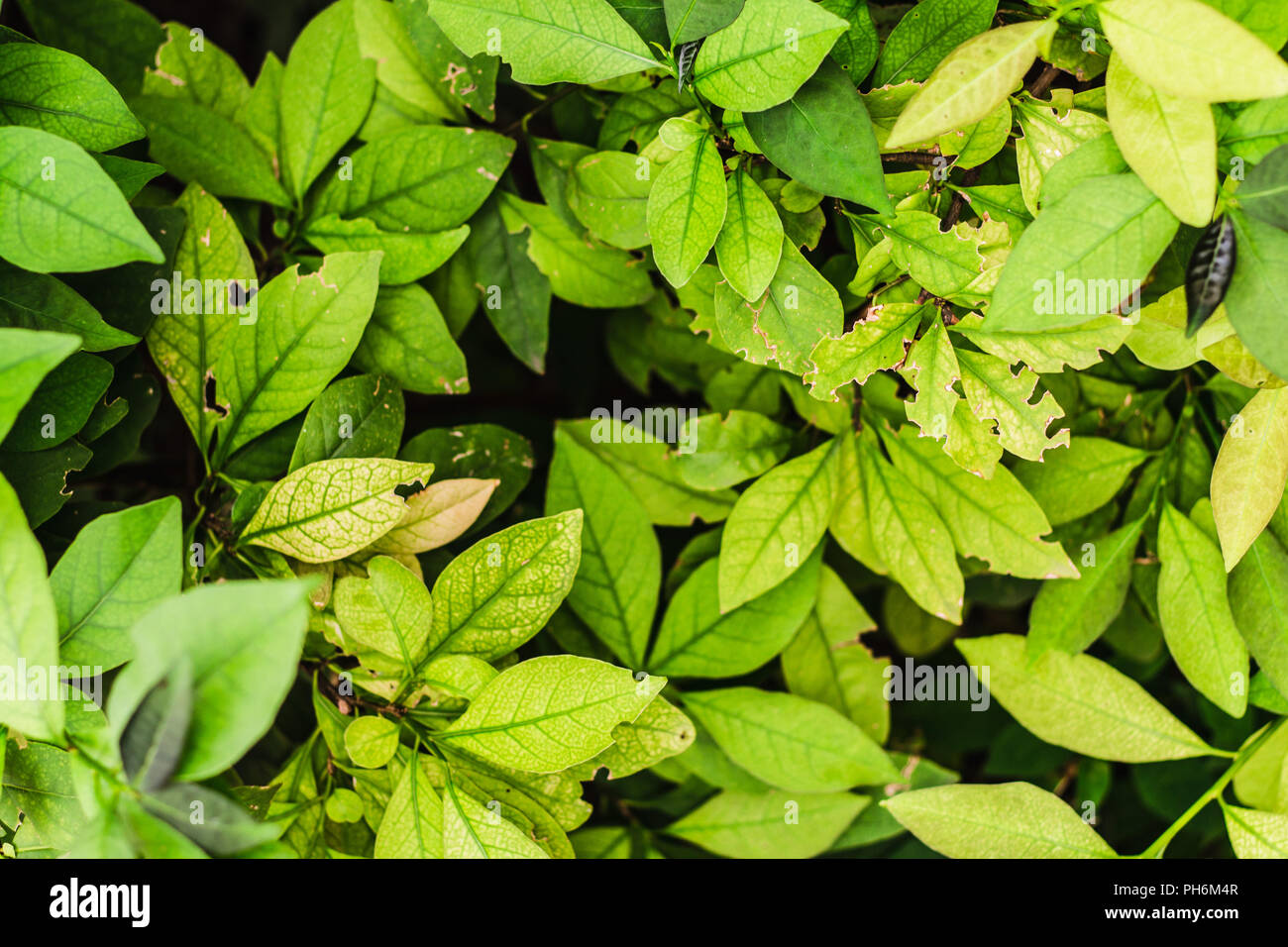 Piante verdi Foto Stock