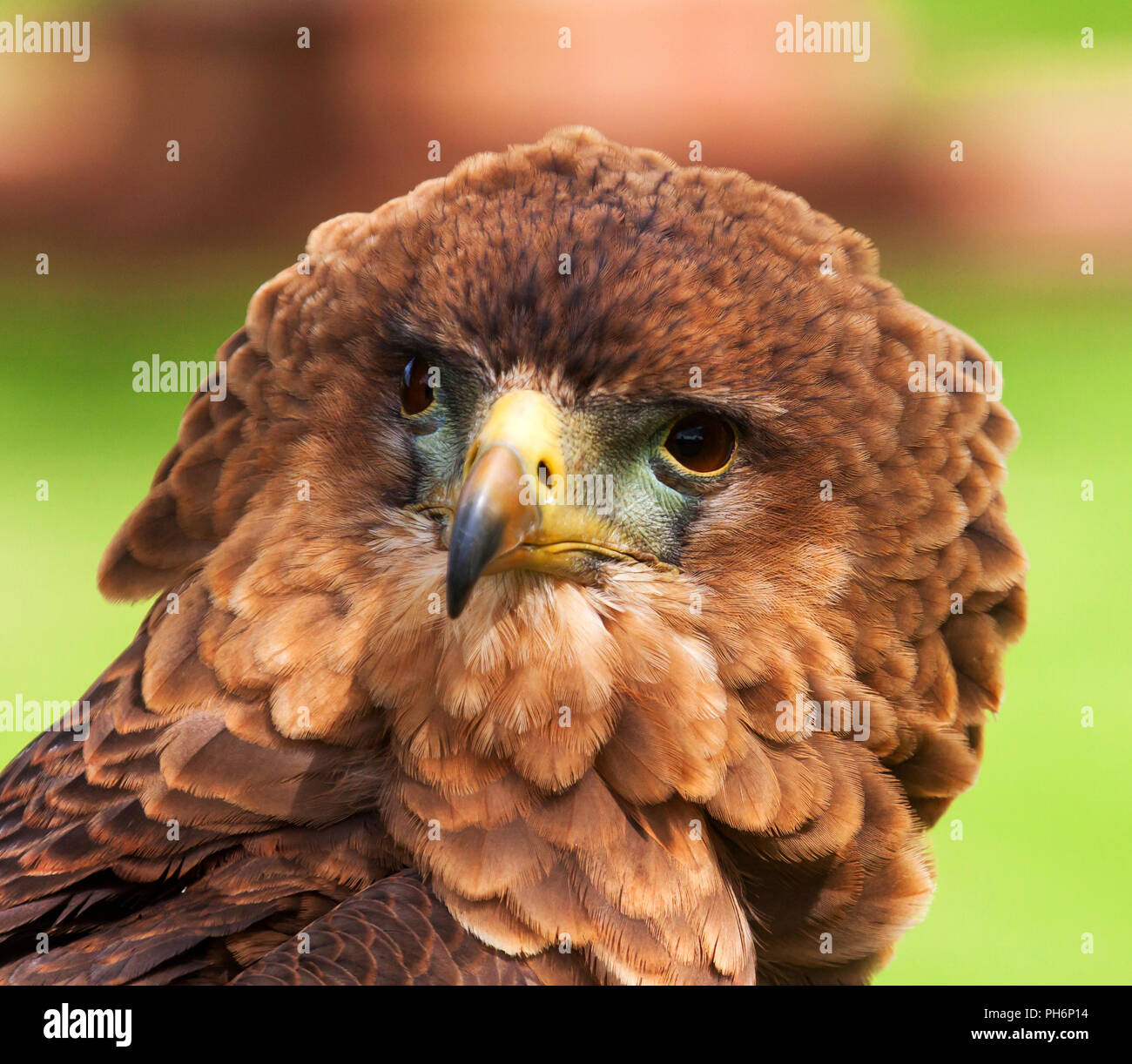 Snake Eagle ritratto Foto Stock