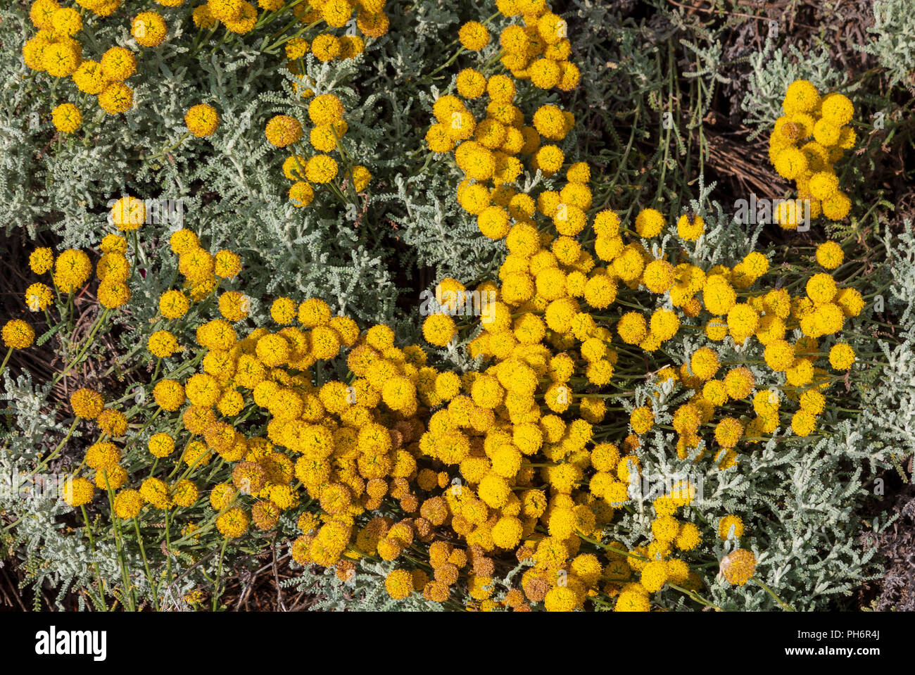 Santolina chamaecyparissus, tradizionale selvatica pianta medicinale con fiori di colore giallo Foto Stock