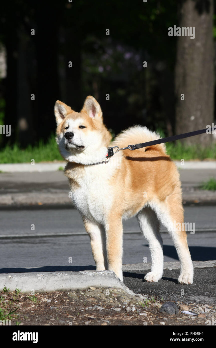 Cucciolo di Akita Inu Foto Stock