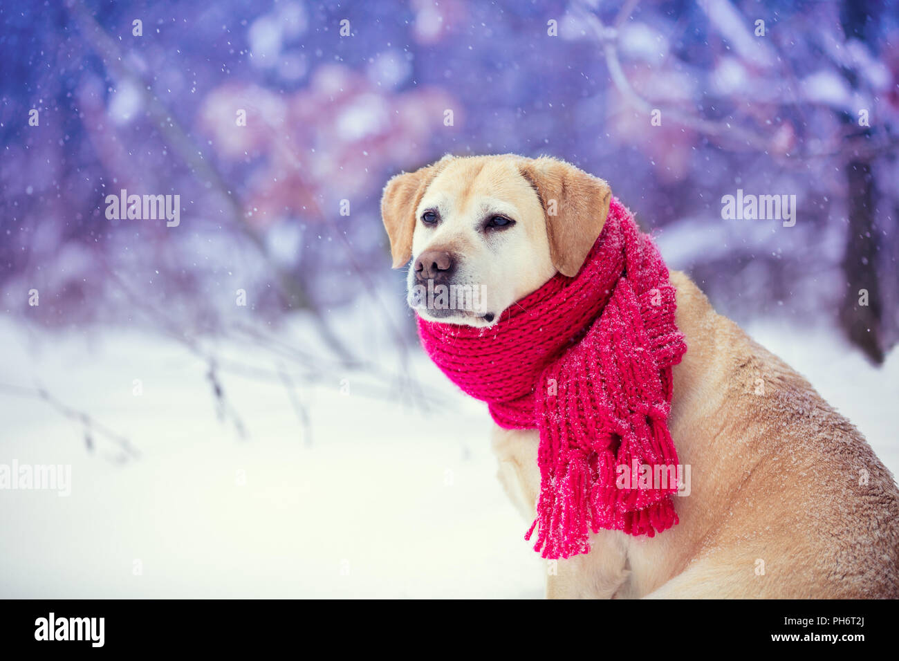 Ritratto di un cane con una sciarpa lavorata a maglia legata al suo collo,  seduto in una nevicata nel bosco Foto stock - Alamy