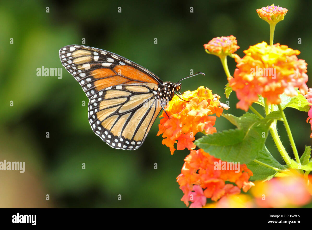 Una migrazione di farfalla monarca alimentazione su lantana. Foto Stock