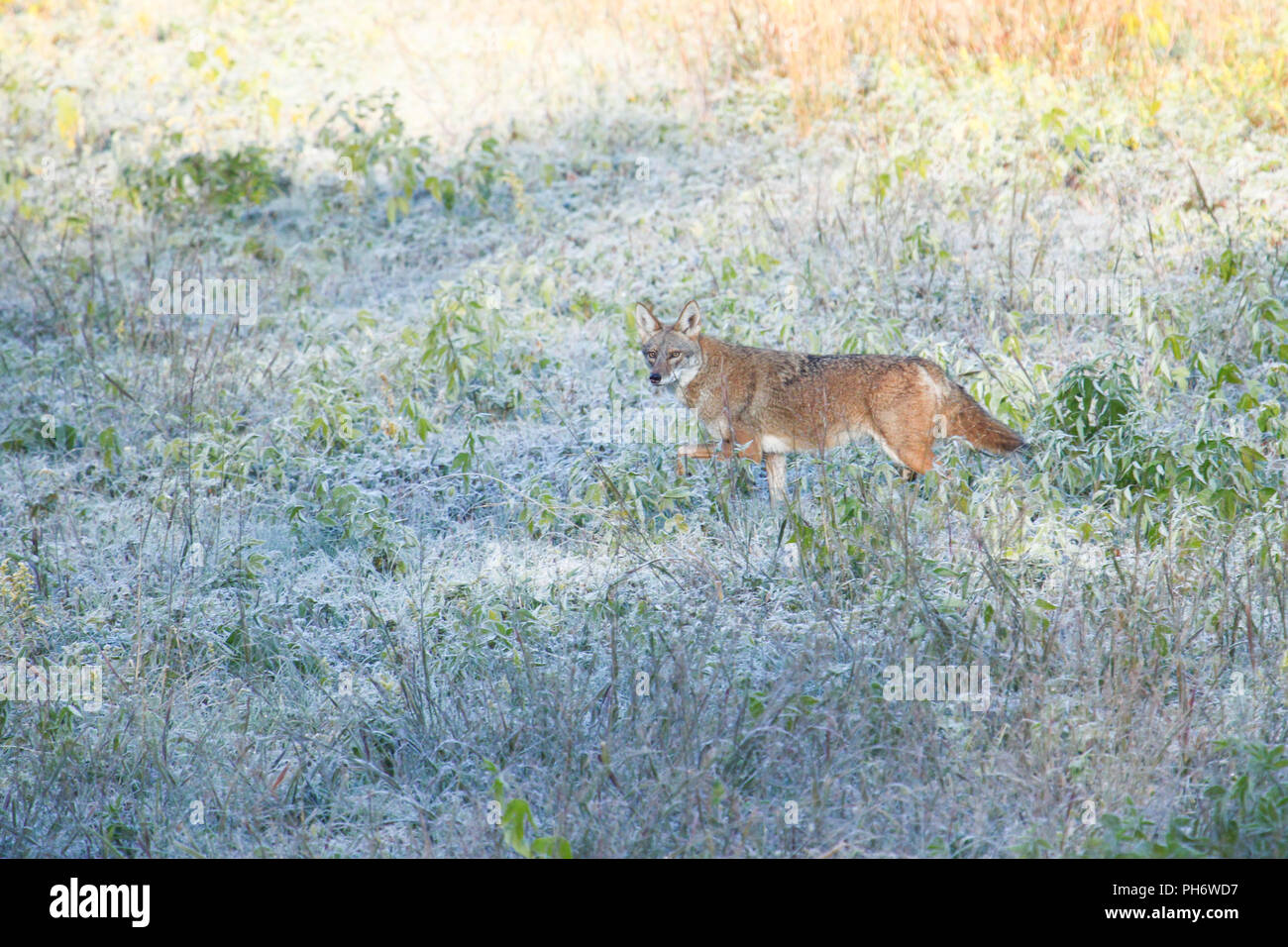 Un coyote su un gelido mattino. Foto Stock