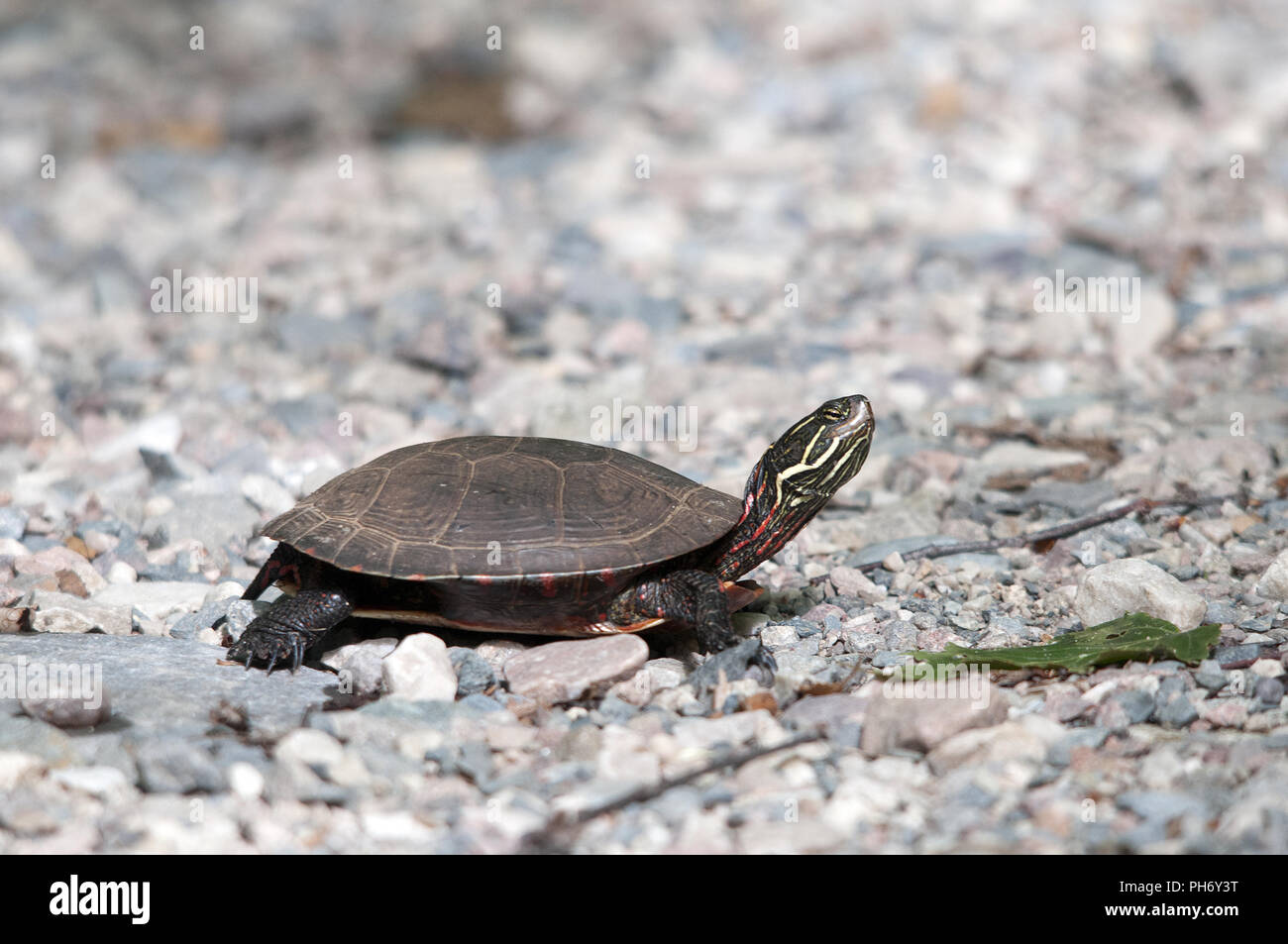 Dipinto di tartaruga per godere del suo ambiente. Foto Stock