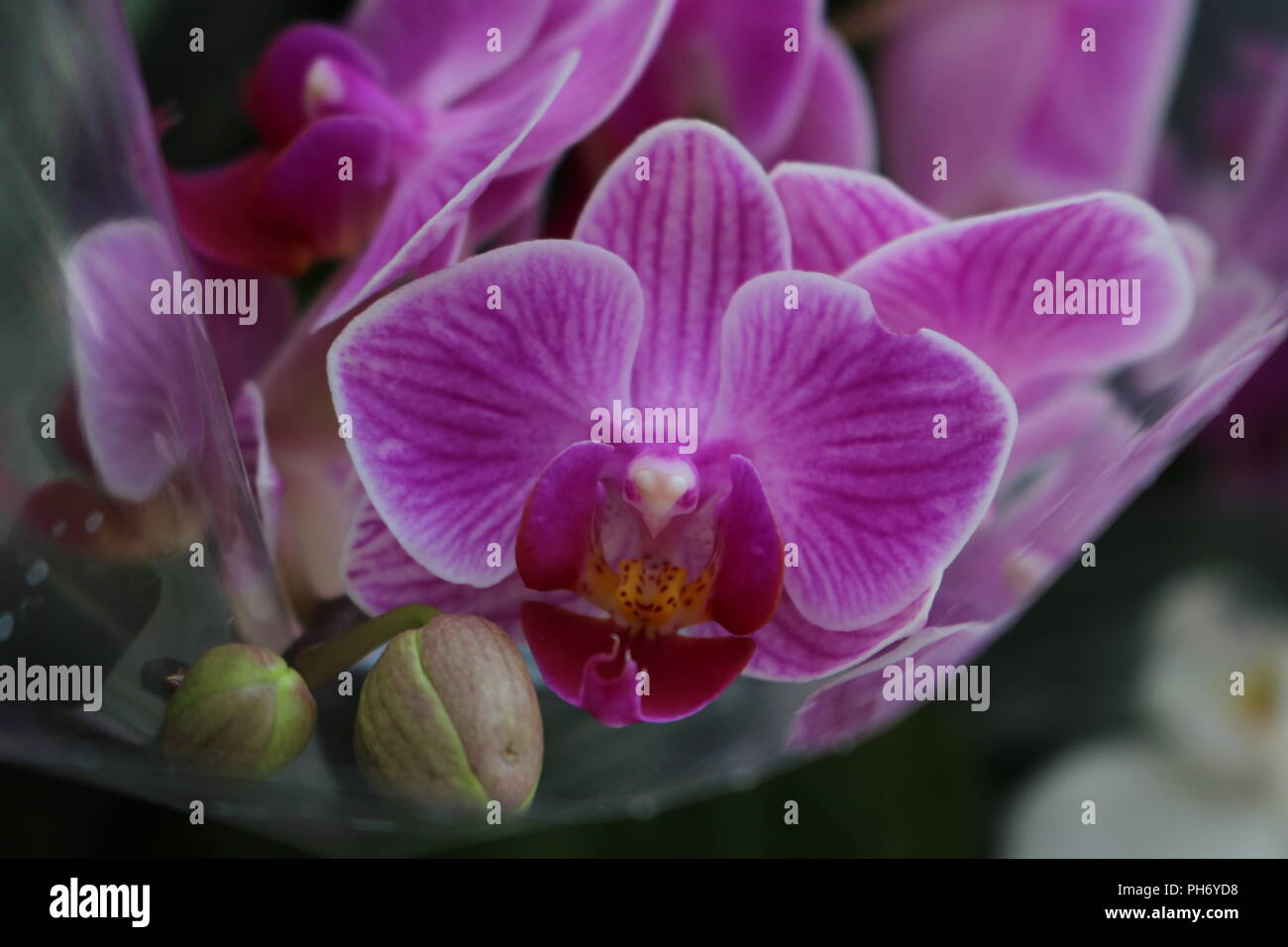 Phalaenopsis orchid dettagli particolarmente curati e la bellezza Foto Stock
