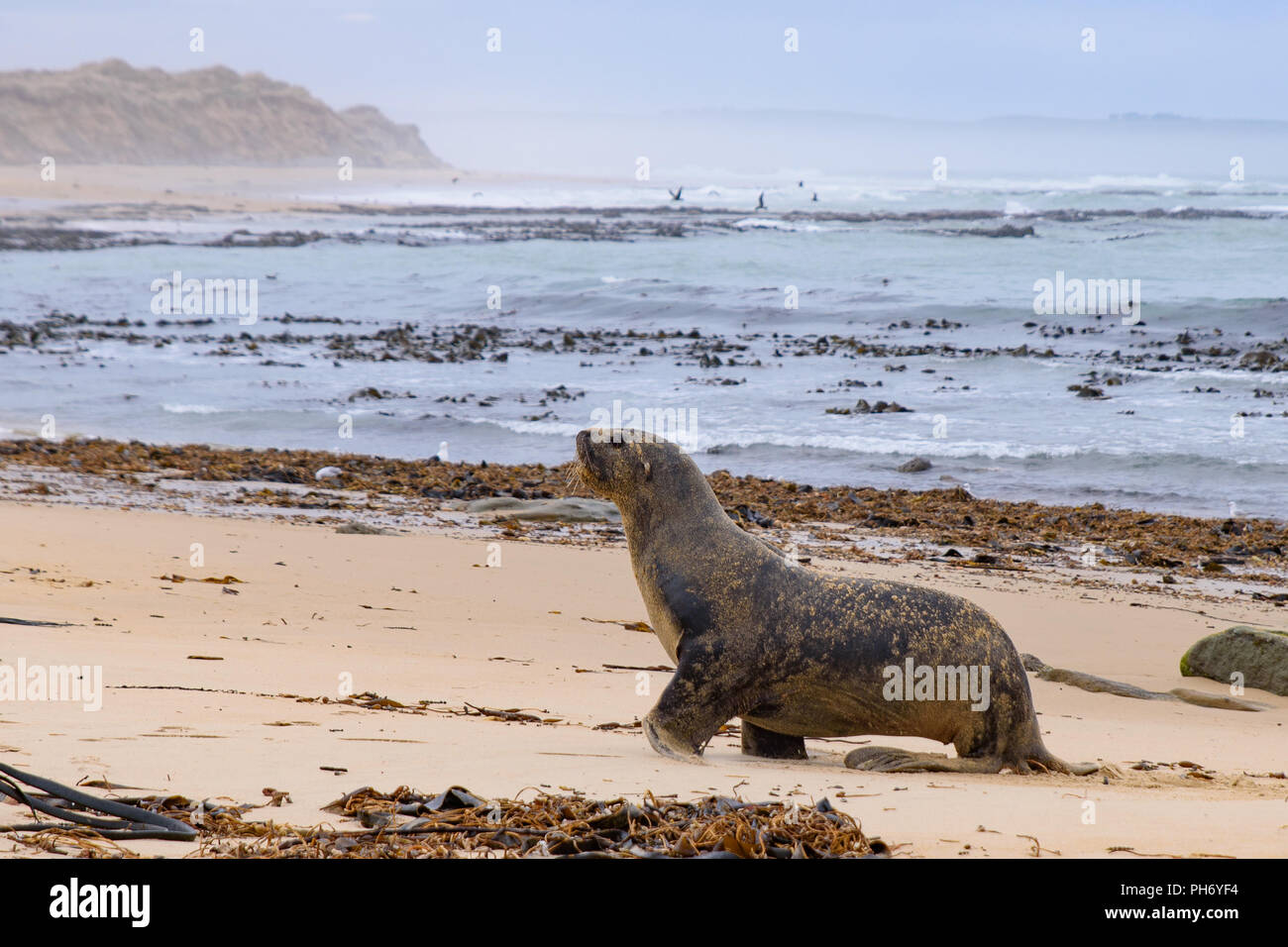 Leone di mare sulla spiaggia di Catlins coast, Isola del Sud, Nuova Zelanda Foto Stock