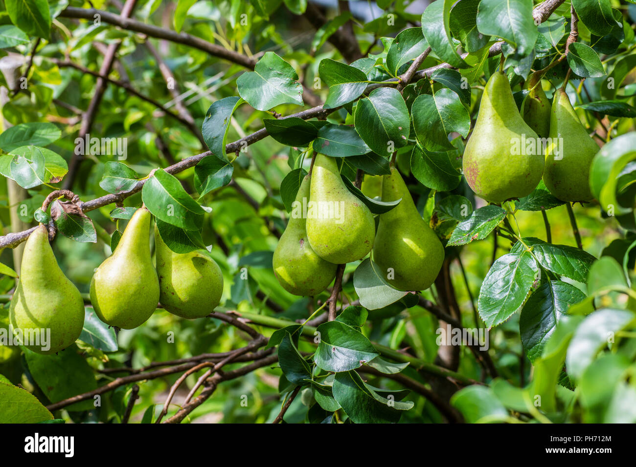 La maturazione delle pere su un albero - un bel raccolto di frutta è quasi pronto per il prelievo. Foto Stock