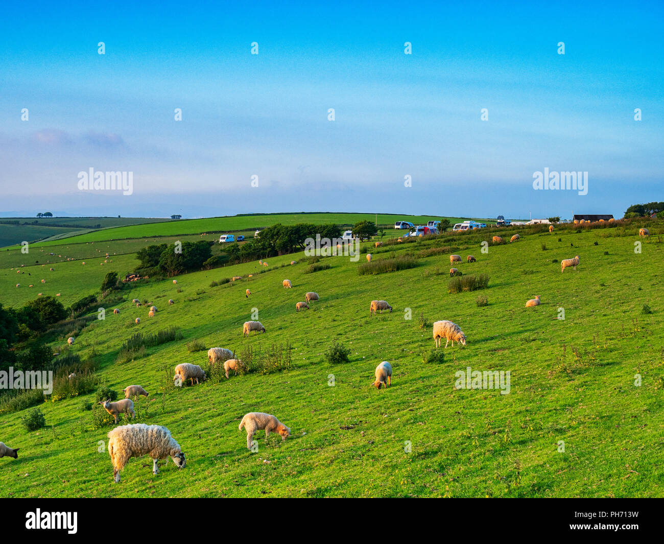 Terreni agricoli con pecore vicino a Plymouth, Devon UK, con una roulotte in vista. Foto Stock