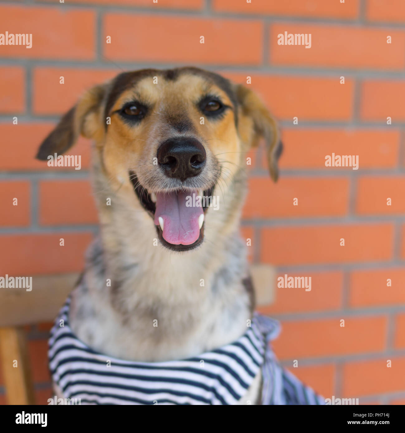 Ritratto positivo di felice cross razza di cane da caccia indossando giubbotto di striping in appoggio in una vecchia sedia contro un muro di mattoni. Foto Stock