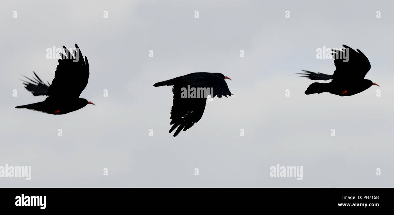 Il Gracchio in volo con becco rosso e le gambe visibili e ali interdigitati. Una esposizione multipla di 3 immagini scattate in rapida successione. Foto Stock