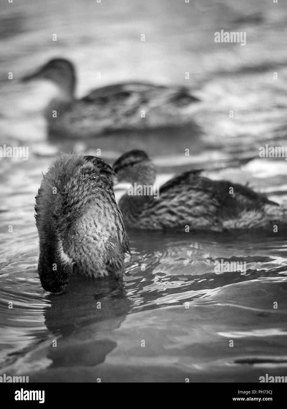 Un anatra lavaggio stesso di fronte a due altre anatre dal fiume Klarälven in Forshaga, Värmland, Svezia. Foto Stock