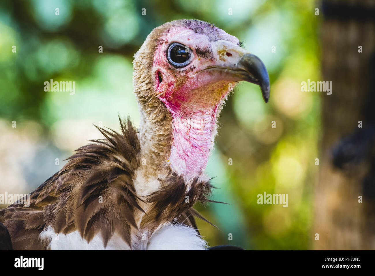 Uccello, Vulture scavenger di dettaglio testa con grande becco e sguardo intenso Foto Stock