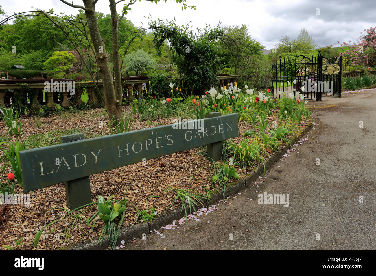 Fiori di Primavera nella speranza Park, Keswick Town, Parco Nazionale del Distretto dei Laghi, Cumbria County, England, Regno Unito Foto Stock