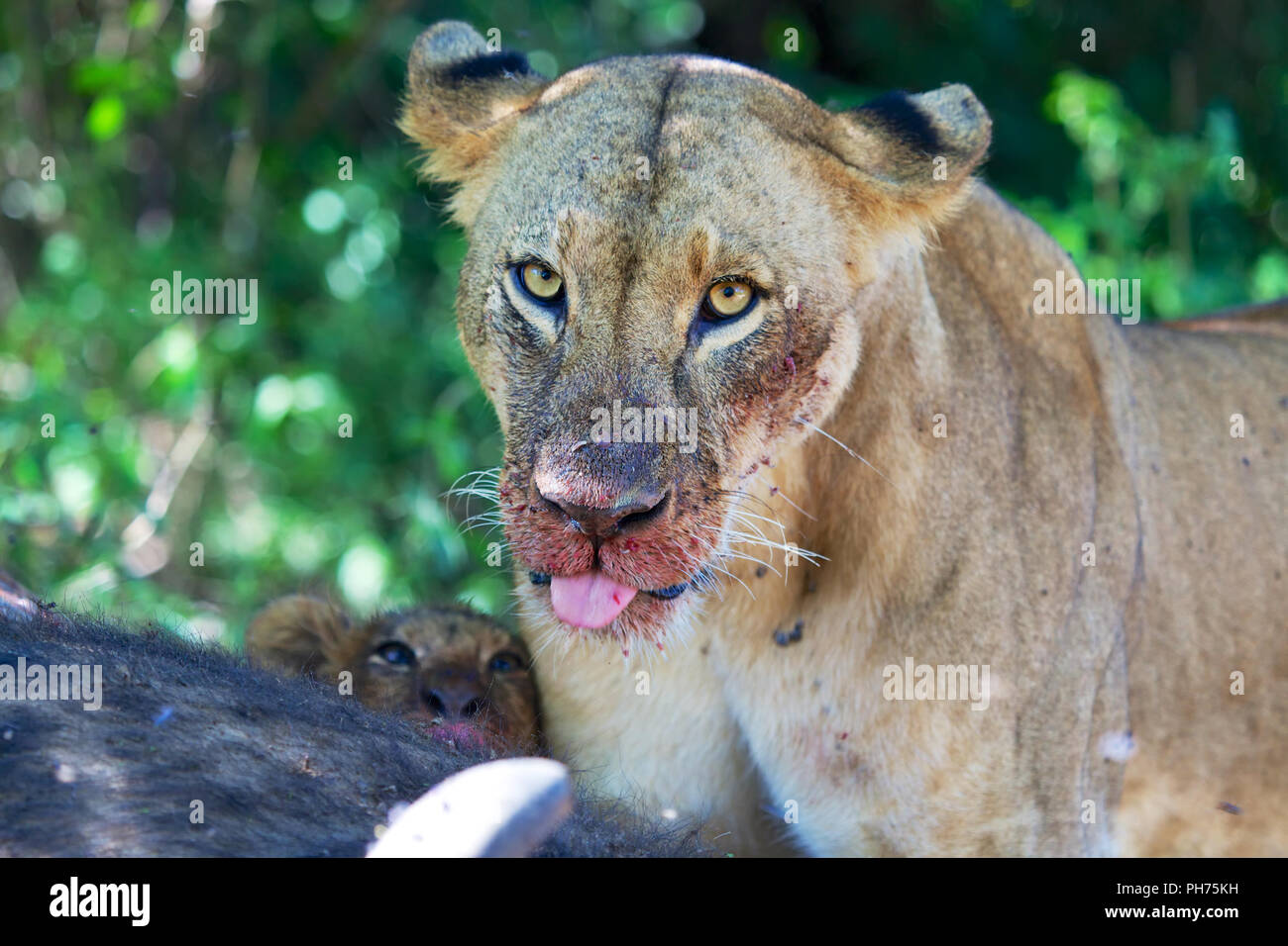 Leonessa tirando fuori la sua linguetta a Nakuru Foto Stock