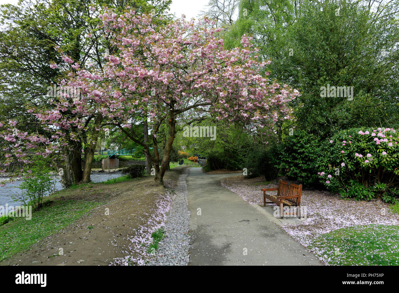 Fiori di Primavera in Fitz Park, Keswick Town, Parco Nazionale del Distretto dei Laghi, Cumbria County, England, Regno Unito Foto Stock