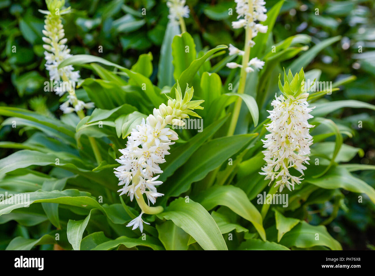 Ananas Lily Eucomis glow sticks Foto Stock