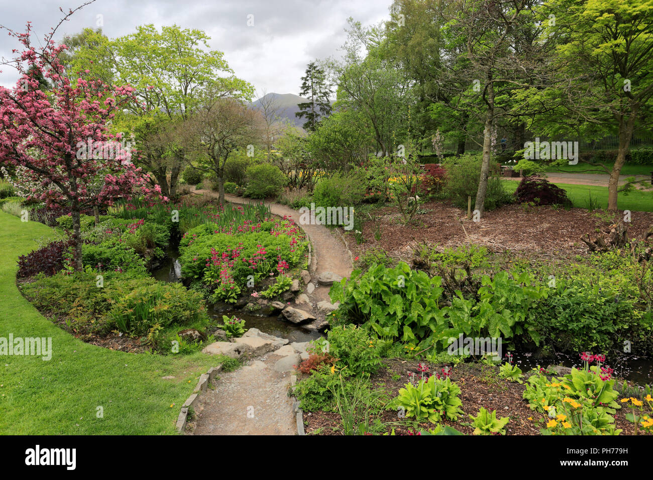 Fiori di Primavera nella speranza Park, Keswick Town, Parco Nazionale del Distretto dei Laghi, Cumbria County, England, Regno Unito Foto Stock