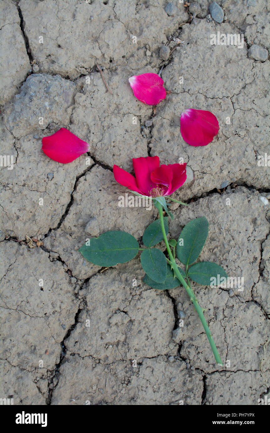 Un morto red rose che posa in arido suolo incrinato per illustrare i concetti di una siccità a causa di cambiamenti climatici o morte di speranze e sogni Foto Stock