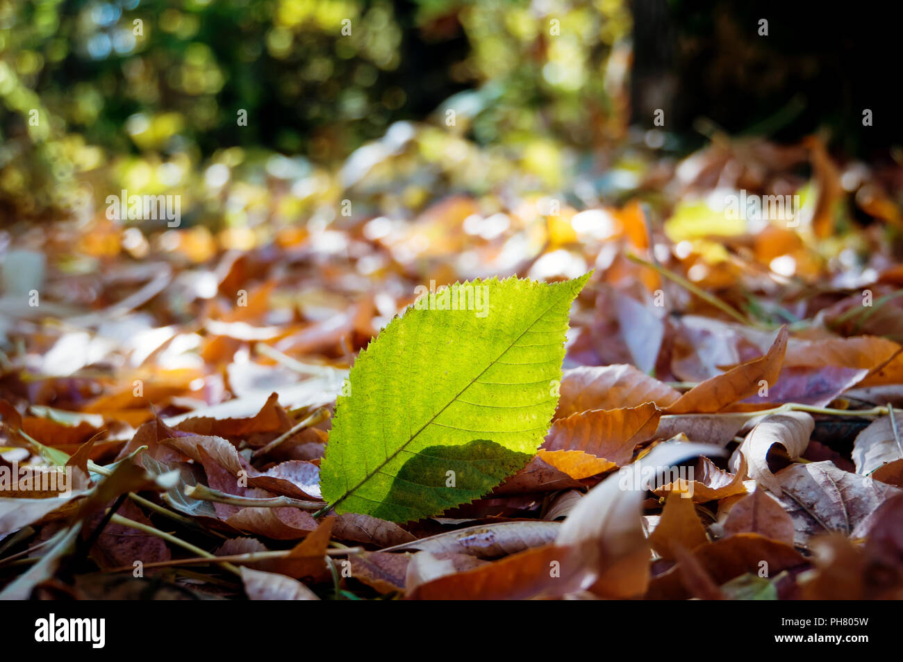 Foglie di autunno close-up come sfondo. Pura foglia verde su uno sfondo di caduto foglie gialle. Foto Stock