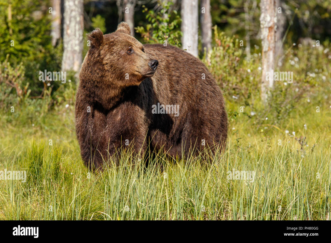 L'orso bruno (Ursus arctos), sulla foresta, Finlandia. Foto Stock