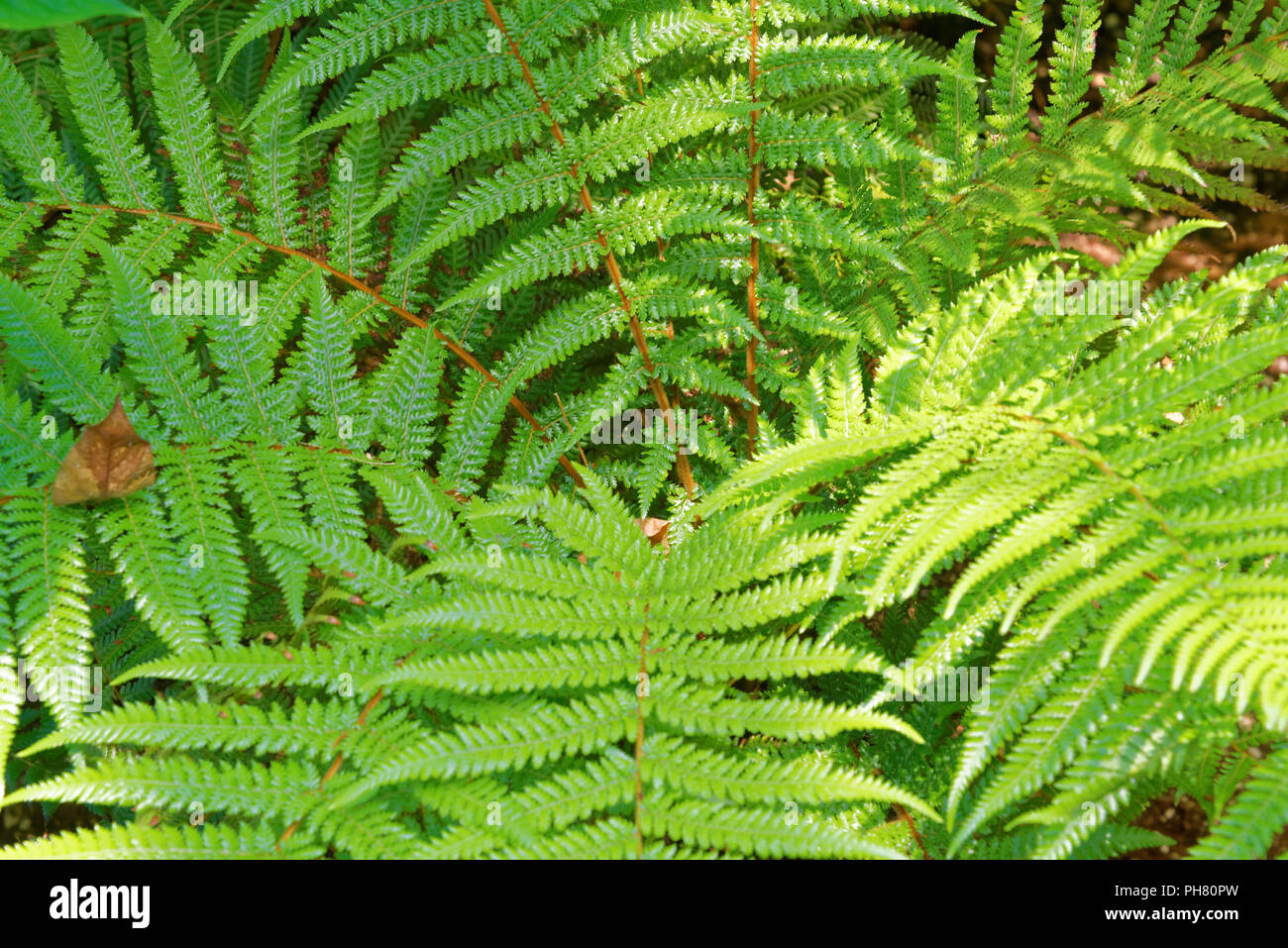 Dicksonia fibrosa (nomi comuni golden tree fern e whekî-ponga o kuripaka) Foto Stock