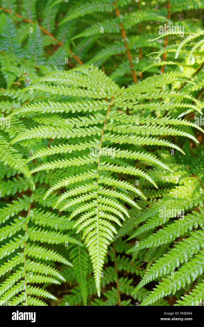 Dicksonia fibrosa (nomi comuni golden tree fern e whekî-ponga o kuripaka) Foto Stock