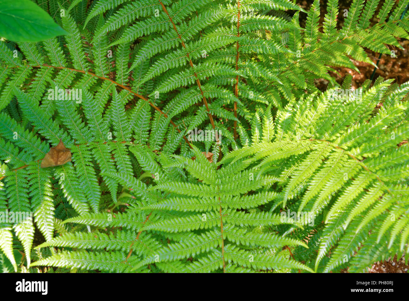 Dicksonia fibrosa (nomi comuni golden tree fern e whekî-ponga o kuripaka) Foto Stock