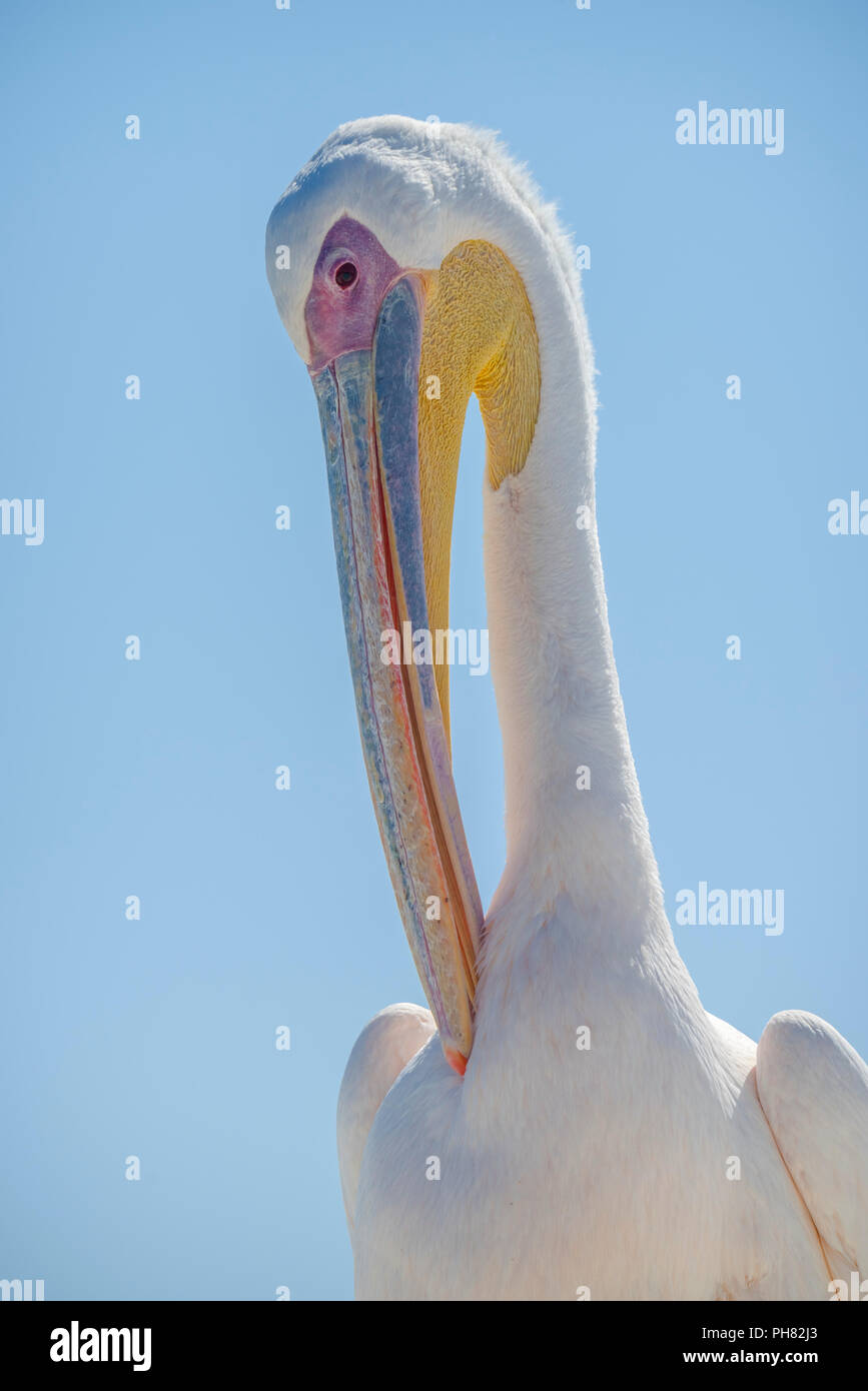 Great White pelican (Pelecanus onocrotalus), pulisce il suo piumaggio, animale ritratto, sandwich, porto di Walvis Bay, Regione di Erongo Foto Stock
