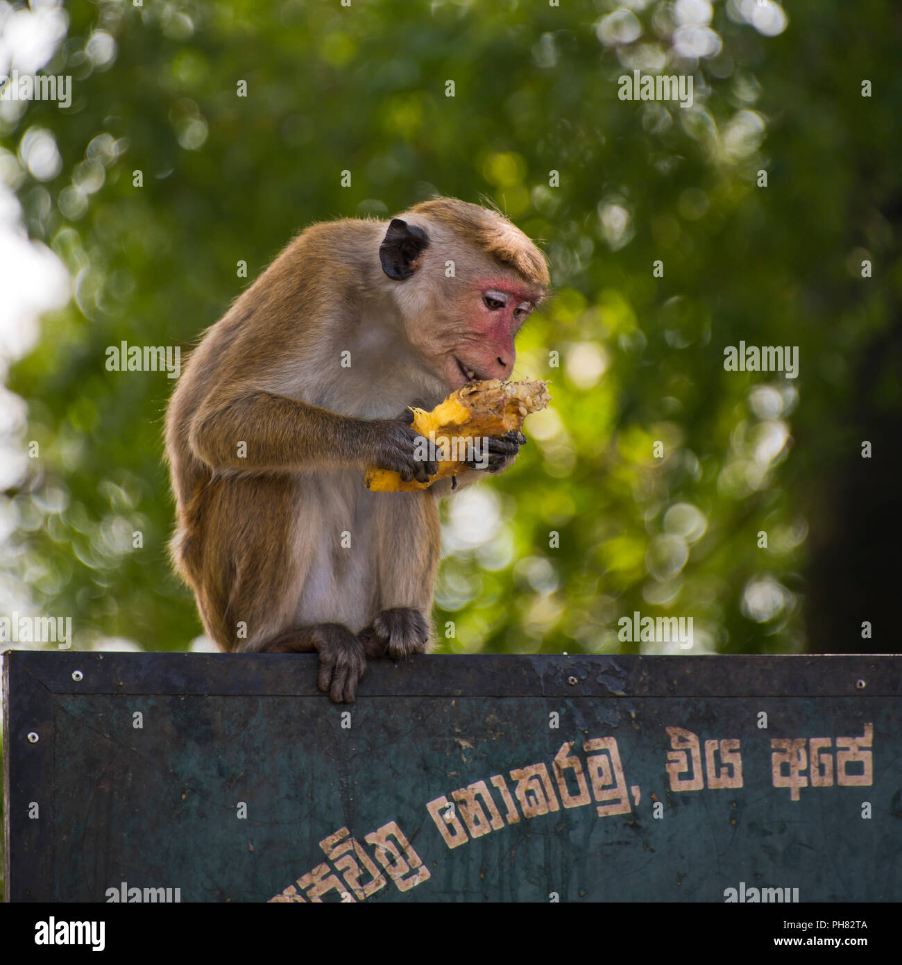Square close up di una scimmia di mangiare il cibo dei rifiuti da un bidone della spazzatura. Foto Stock