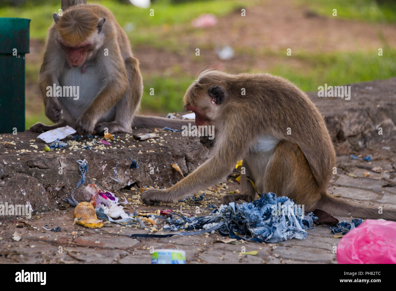 Chiudere orizzontale delle scimmie di scavenging del cibo in un bidone della spazzatura. Foto Stock